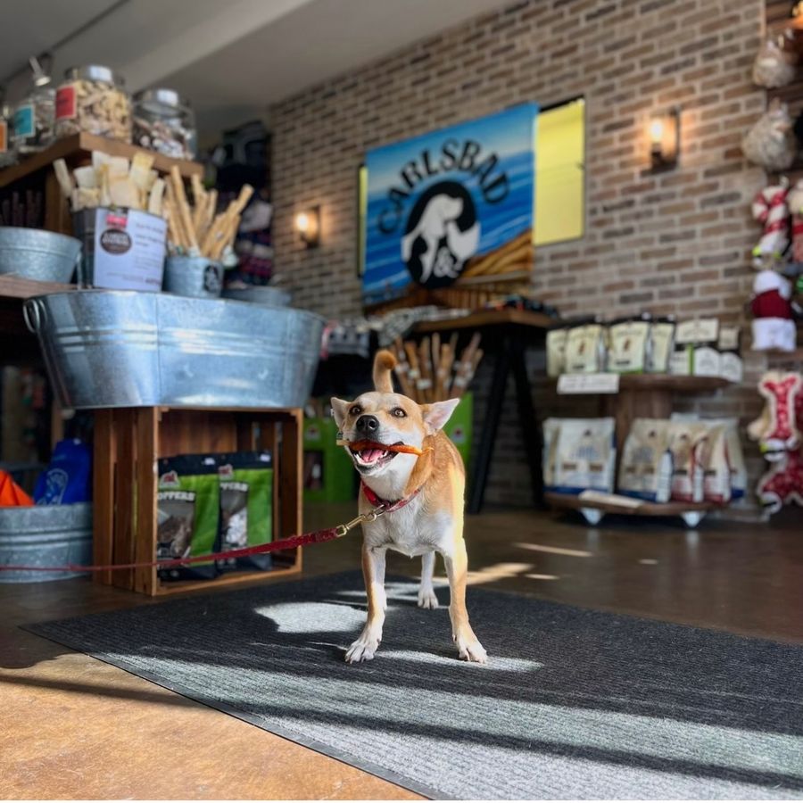 Four-Legged Friends Love Our Downtown Carlsbad Businesses!