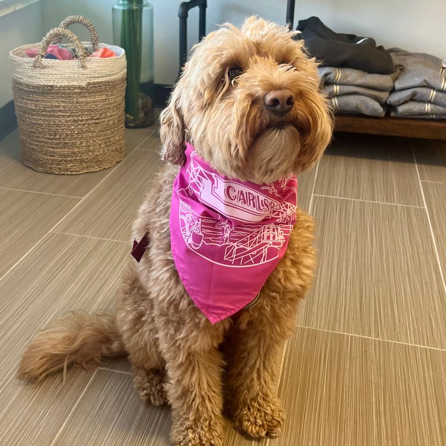 Dress Your Pup in Style at the State St. Farmers Market