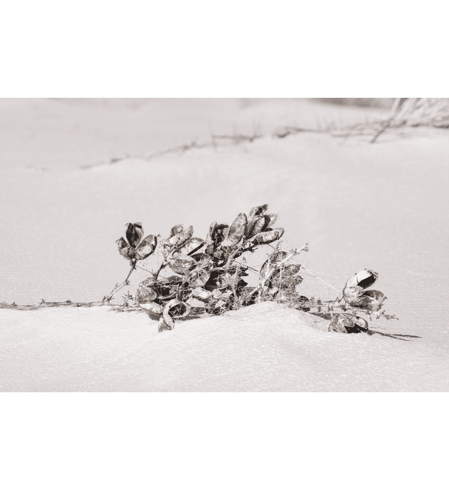 Terre Fine Art Photography
